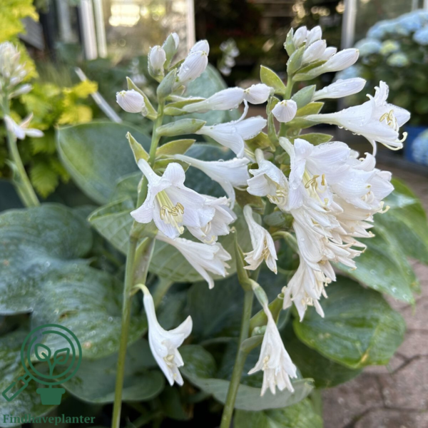 Hosta sieboldiana-hybrid 'Elegans, Funkia