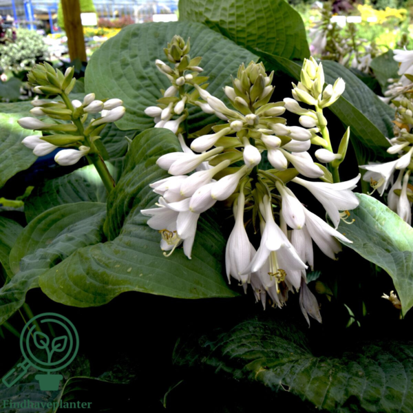 Hosta sieboldiana-hybrid 'Elegans, Funkia