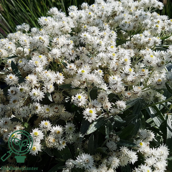 Anaphalis triplinervis, Perlekurv