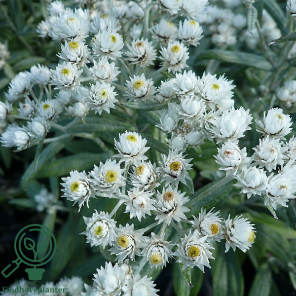 Anaphalis triplinervis, Perlekurv