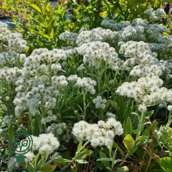 Anaphalis triplinervis, Perlekurv