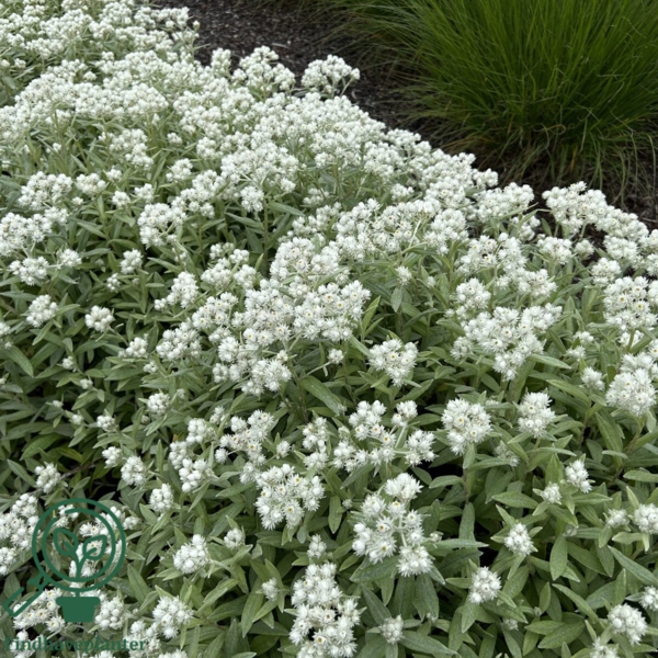 Anaphalis triplinervis, Perlekurv