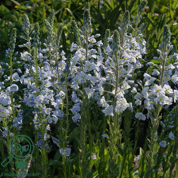 Veronica gentianoides