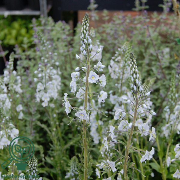 Veronica gentianoides