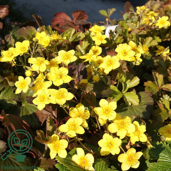 Waldsteinia ternate, Guldjordbær