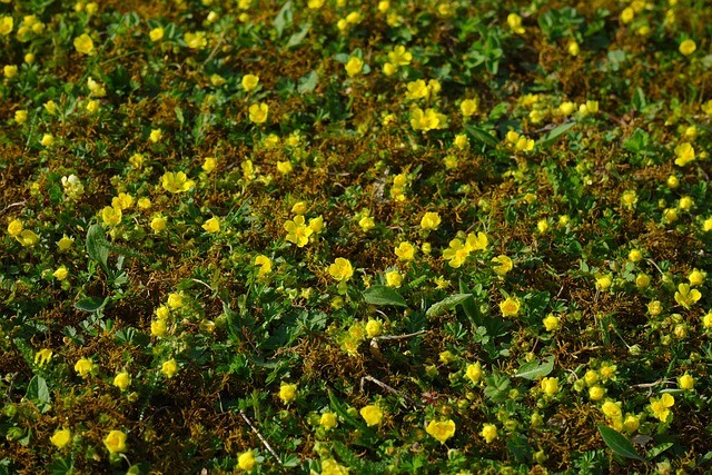 Waldsteinia ternate, Guldjordbær