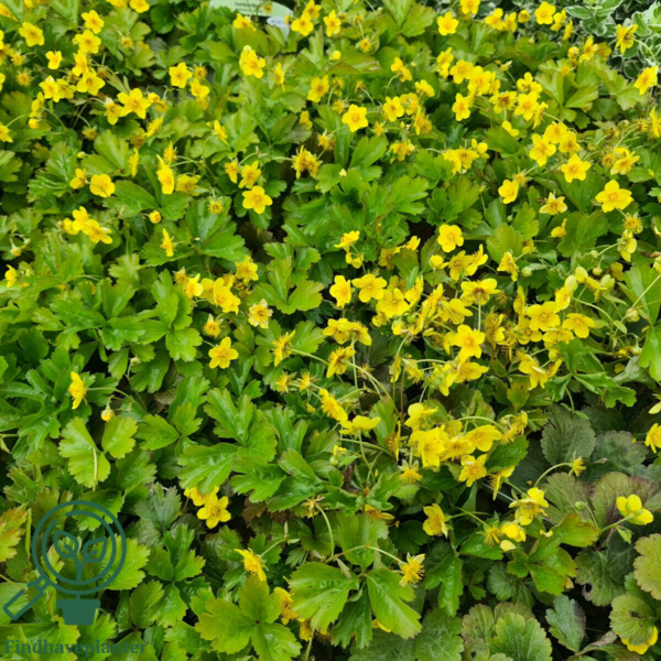 Waldsteinia ternate, Guldjordbær