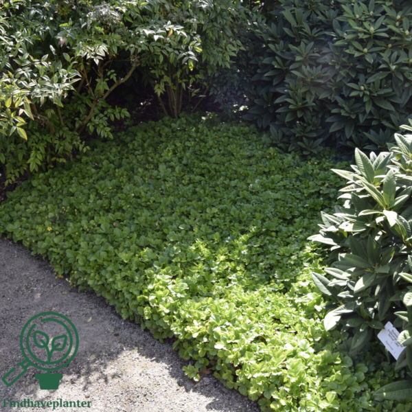 Waldsteinia ternate, Guldjordbær