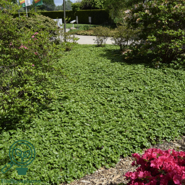 Waldsteinia ternate, Guldjordbær