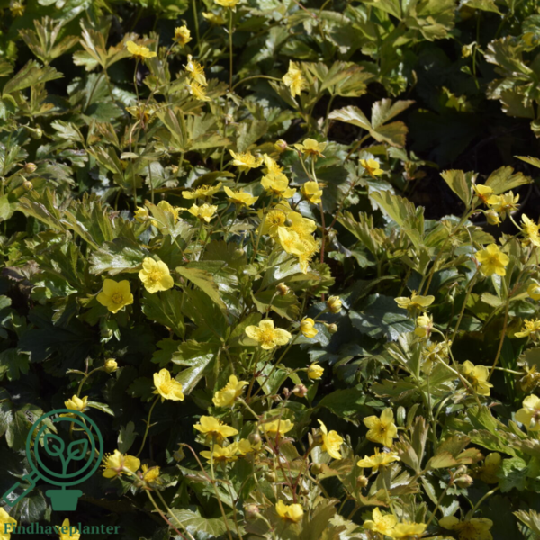 Waldsteinia ternate, Guldjordbær