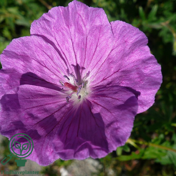 Geranium sanguineum, Storkenæb C2,0