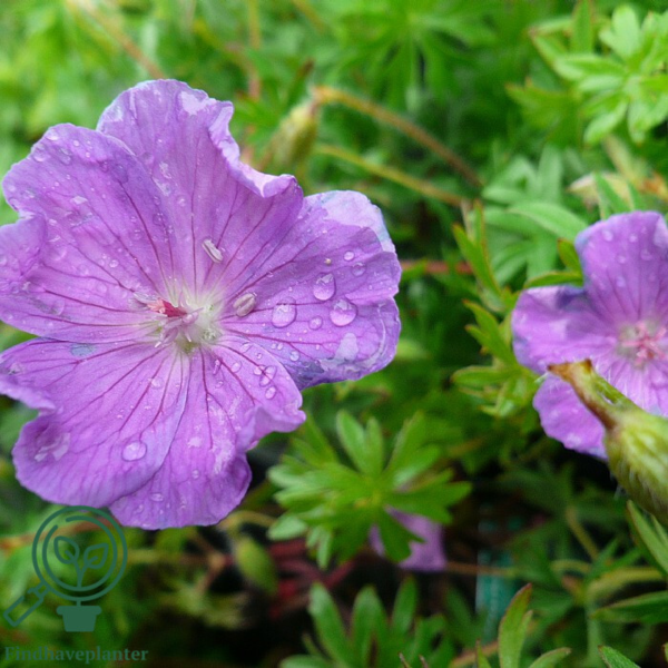 Geranium sanguineum, Storkenæb C2,0
