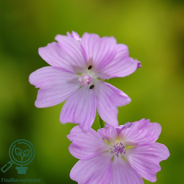 Malva moschata, Katost