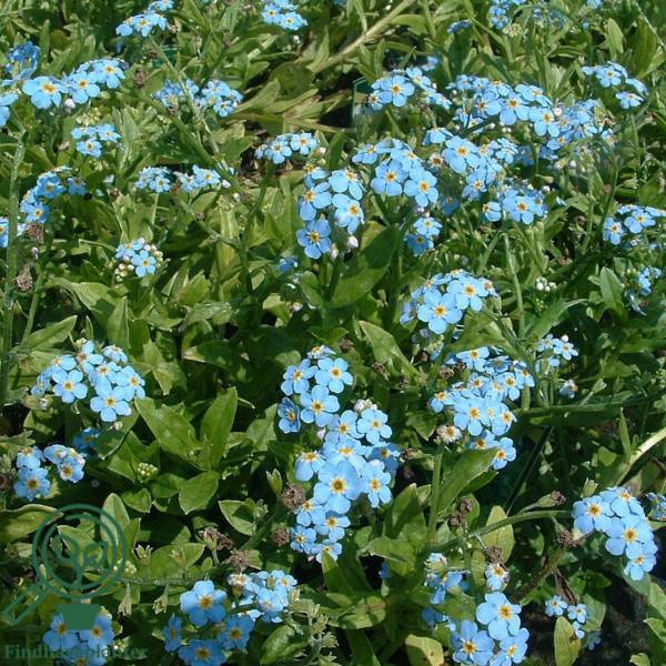 Myosotis palustris 'Thüringen', Forglemmigej