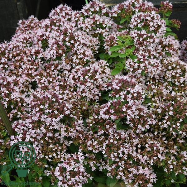 Origanum vulgare 'Compactum', Oregano