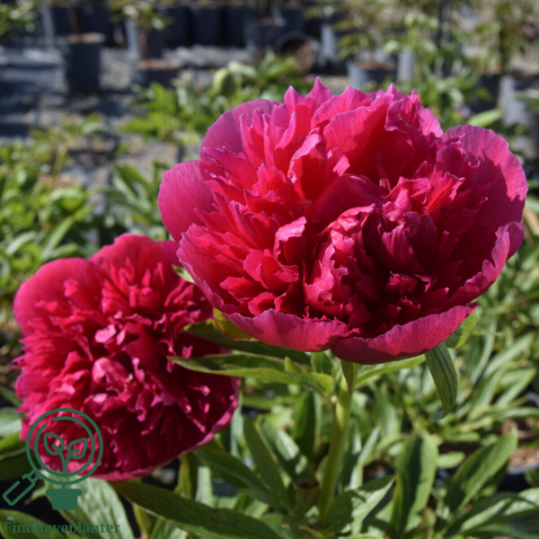 Paeonia officinalis 'Rosea Plena', Pæon / bonderose