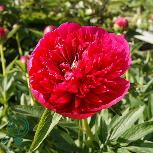 Paeonia officinalis 'Rubra Plena', Pæon / bonderose