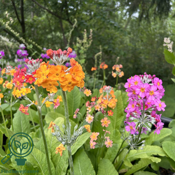 Primula bullesiana, Etageprimula