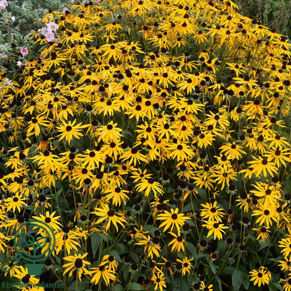 Rudbeckia fulgida var. sullivantii 'Goldsturm', Strålesolhat
