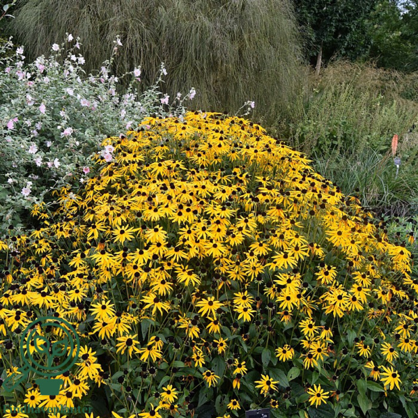 Rudbeckia fulgida var. sullivantii 'Goldsturm', Strålesolhat