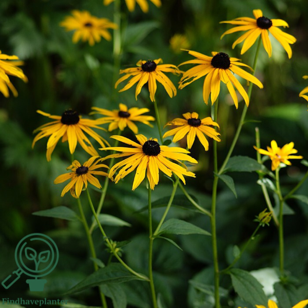 Rudbeckia fulgida var. sullivantii 'Goldsturm', Strålesolhat