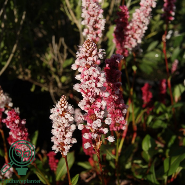 Polygonum affine 'Superbum', Tæppepileurt