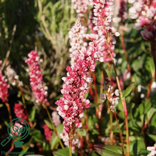 Polygonum affine 'Superbum', Tæppepileurt