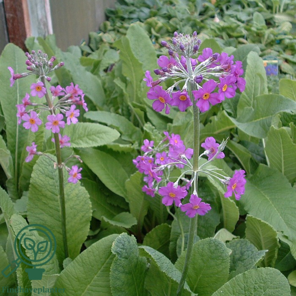 Primula beesiana, Etageprimula