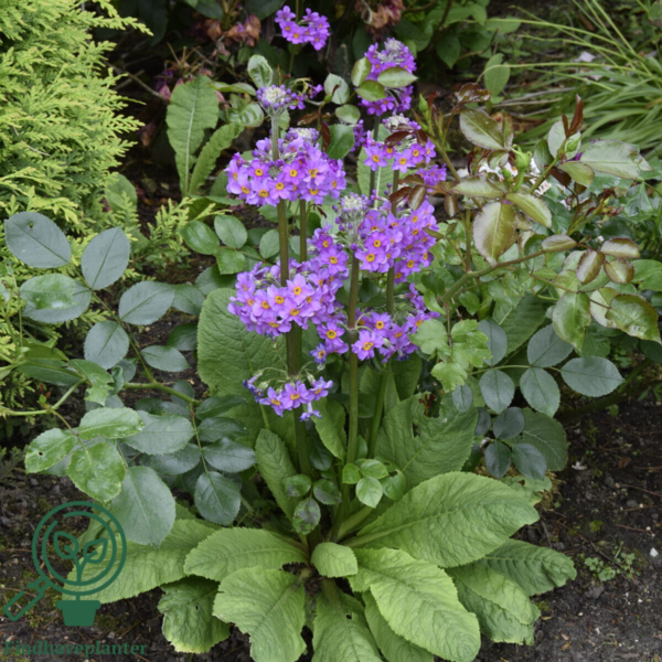 Primula beesiana, Etageprimula