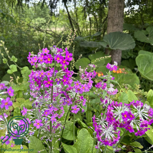 Primula beesiana, Etageprimula