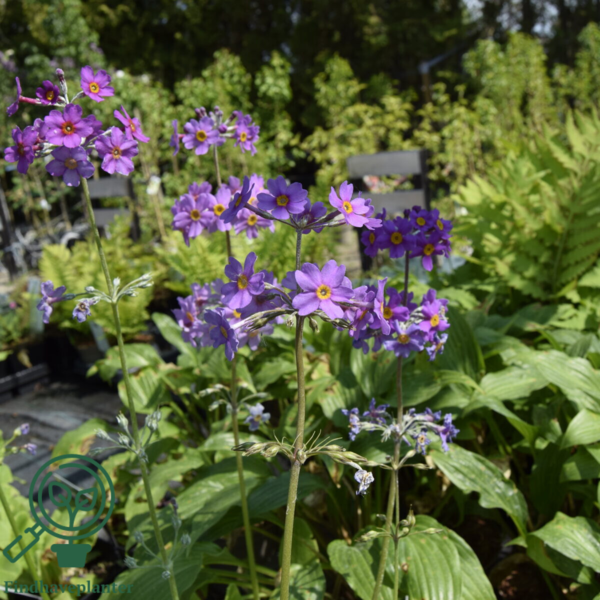 Primula beesiana, Etageprimula