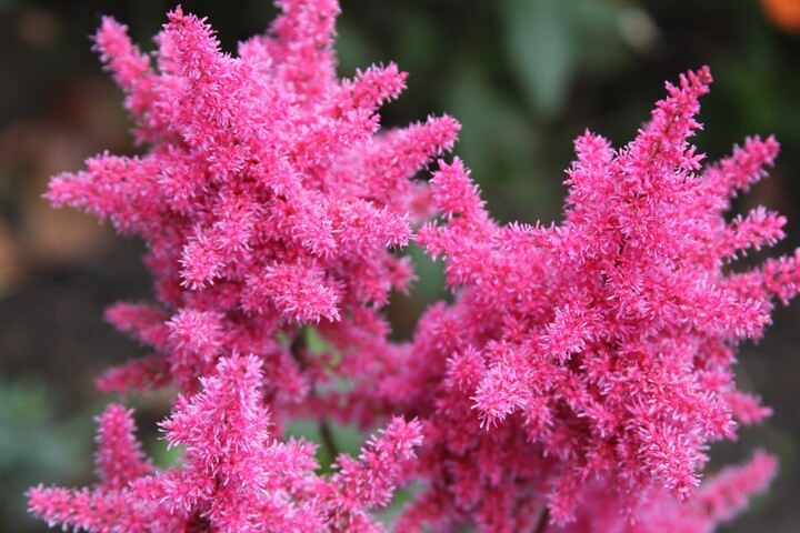 Astilbe glaberrima-hybrid 'Sprite', Astilbe