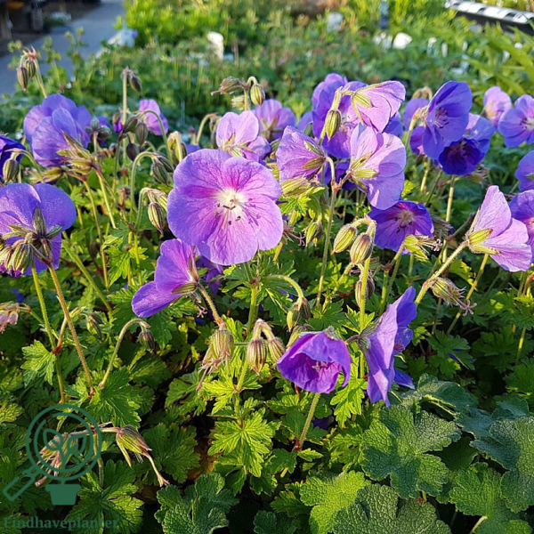 Geranium himalayense 'Gravetye', Storkenæb