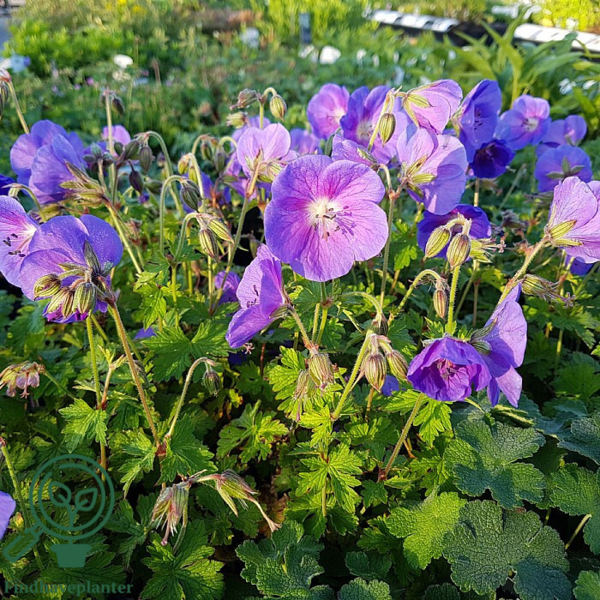 Geranium himalayense 'Gravetye', Storkenæb