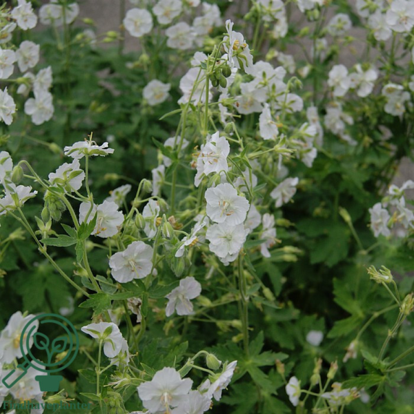Geranium phaeum 'Album', Storkenæb