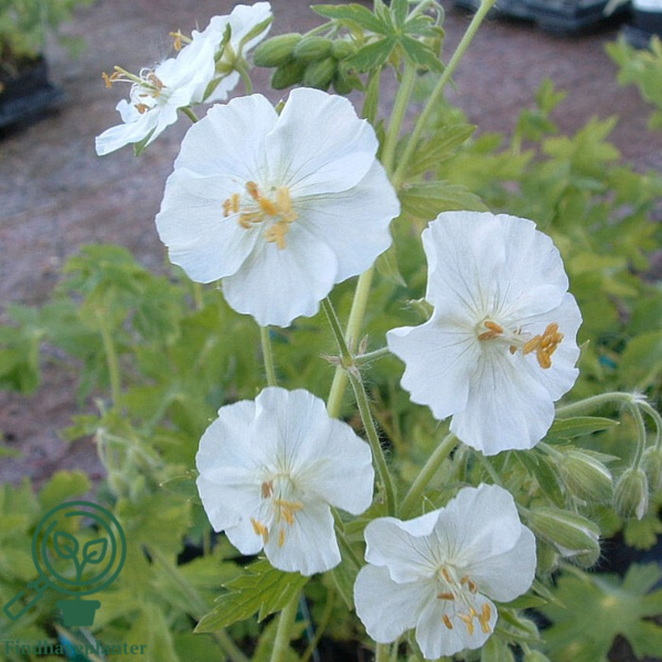 Geranium phaeum 'Album', Storkenæb
