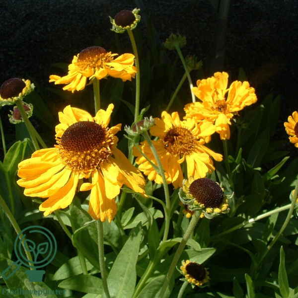 Helenium bigelovii 'The Bishop', Solbrud