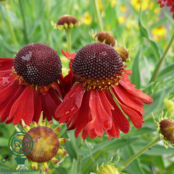 Helenium hybrid 'Moerheim Beauty', Solbrud