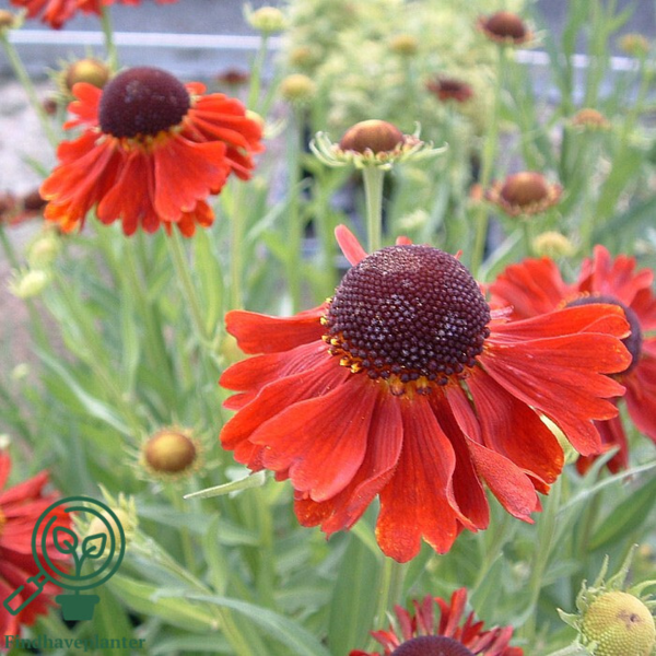 Helenium hybrid 'Moerheim Beauty', Solbrud