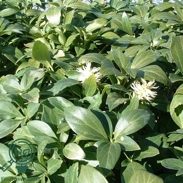 Pachysandra terminalis 'Green Carpet'