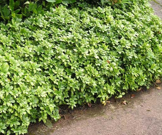 Pachysandra terminalis 'Green Carpet'