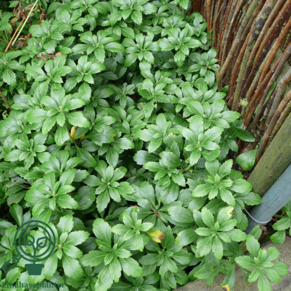 Pachysandra terminalis 'Green Carpet'