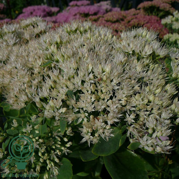 Sedum spectabile 'Stardust', Kinesisk sankthansurt
