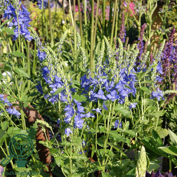 Veronica austriaca teucrium 'Knall Blau'