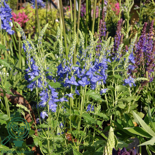 Veronica austriaca teucrium 'Knall Blau'