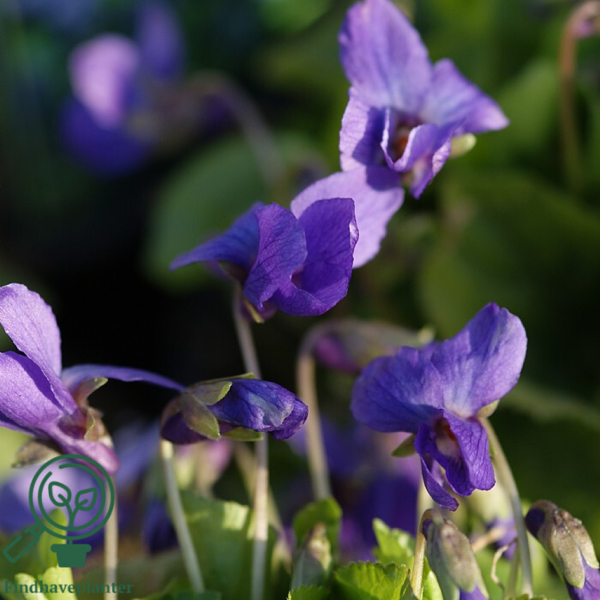 Viola odorata 'Königin Charlotte'
