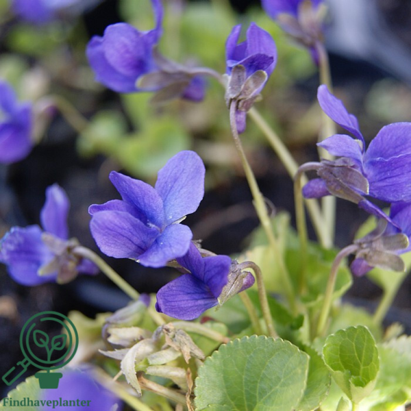 Viola odorata 'Königin Charlotte'