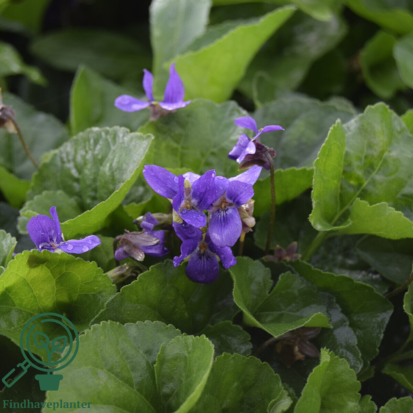 Viola odorata 'Königin Charlotte'