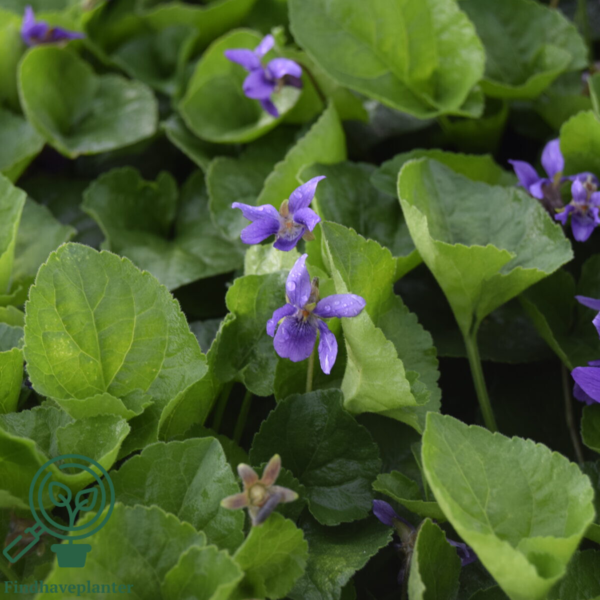 Viola odorata 'Königin Charlotte'