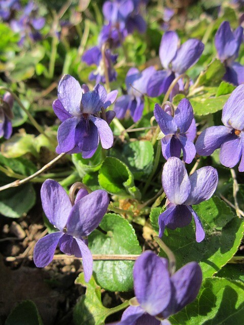 Viola odorata 'Königin Charlotte'